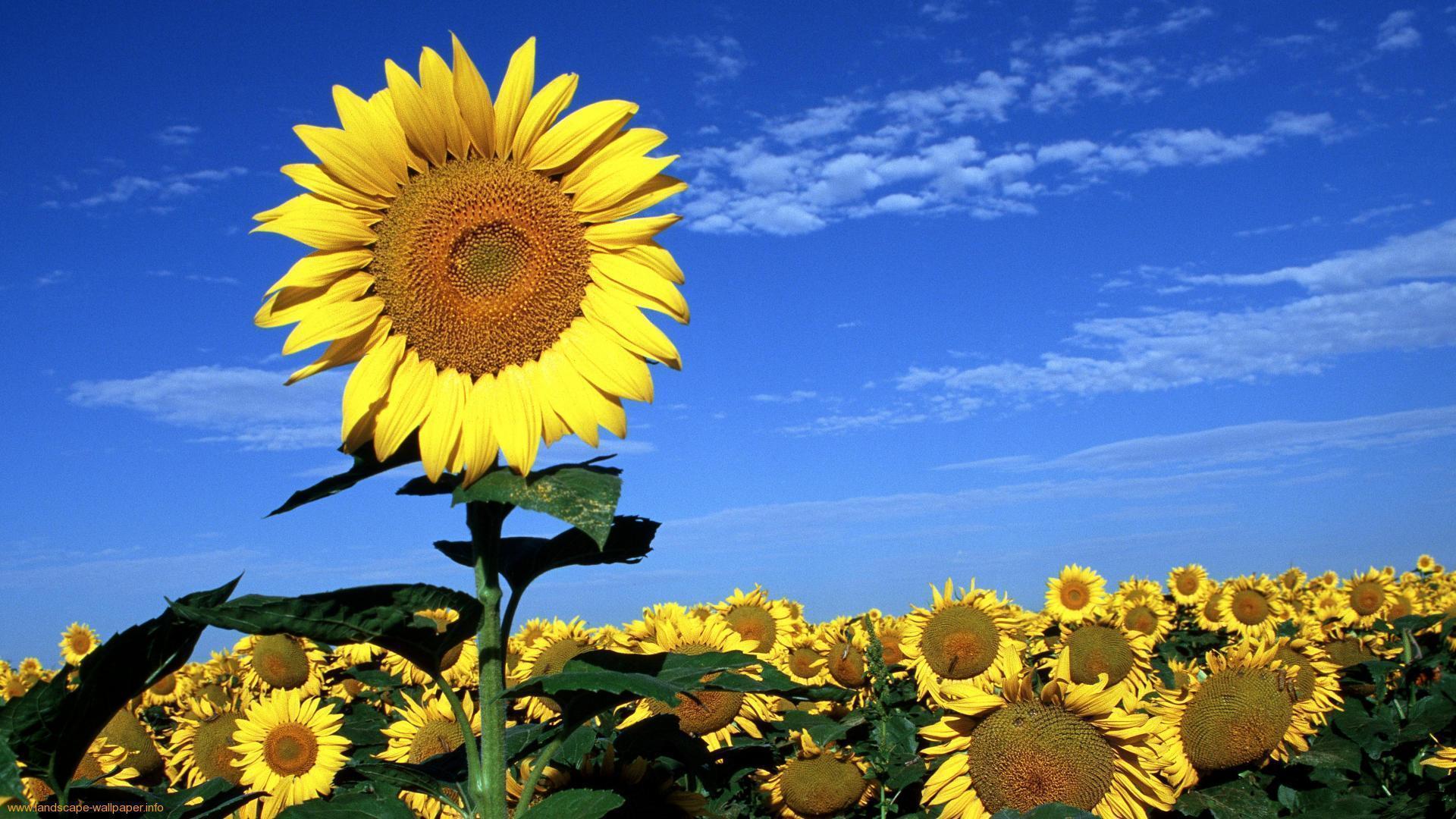 ✓ 25+ Hình nền hoa hướng dương đẹp nhất thế giới | Tip.edu.vn