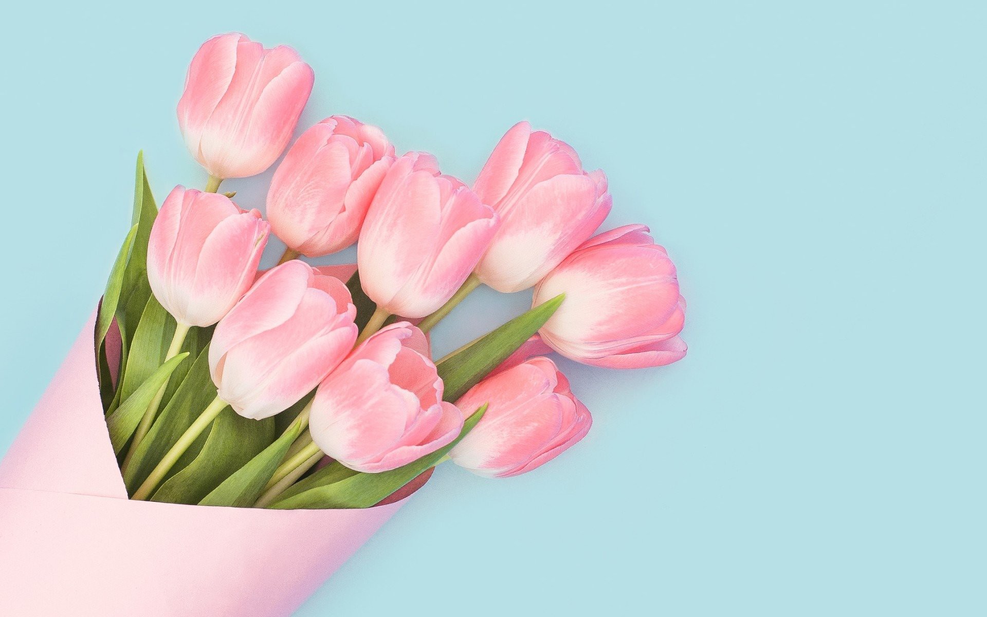 ✓ Bộ Sưu Tập Hình Nền Hoa Tulip Đẹp Cho Laptop | Tip.edu.vn