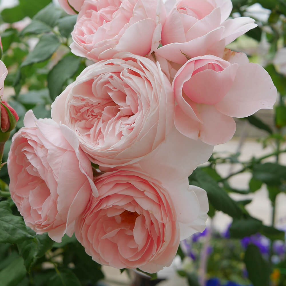 Bông hoa hồng - một biểu tượng của tình yêu, sự trái ngược và cảm xúc. Hãy ngắm nhìn hình ảnh này và khám phá sức hút đặc biệt của loại hoa này nhé.