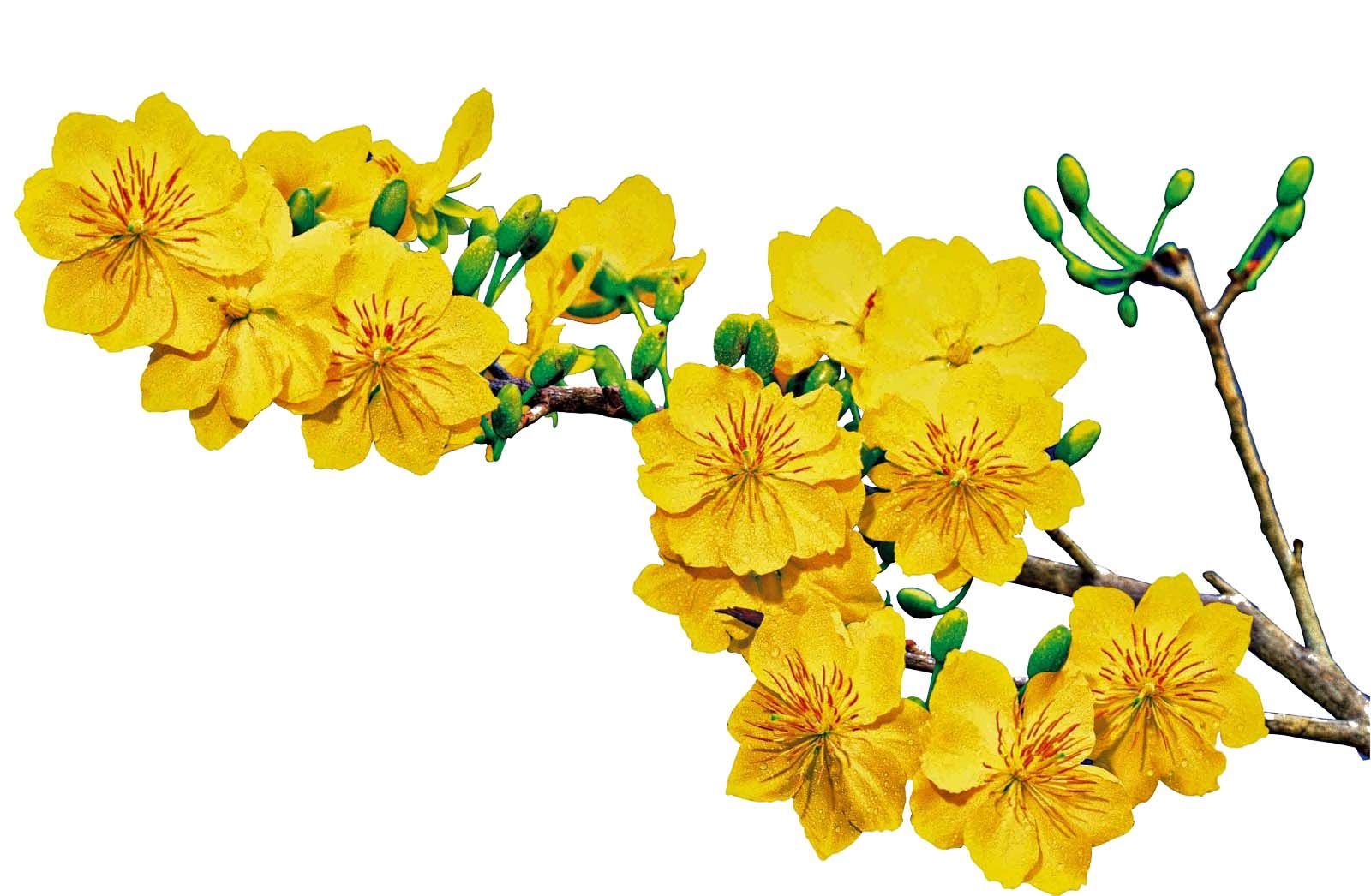 Hoa mai tết là loài hoa mang ý nghĩa rất đặc biệt trong lòng người Việt Nam khi Tết đến. Hãy đến và chiêm ngưỡng vẻ đẹp tinh tế và sự đa dạng trong sắc hoa của loài hoa này qua bức ảnh đẹp từng đường nét.